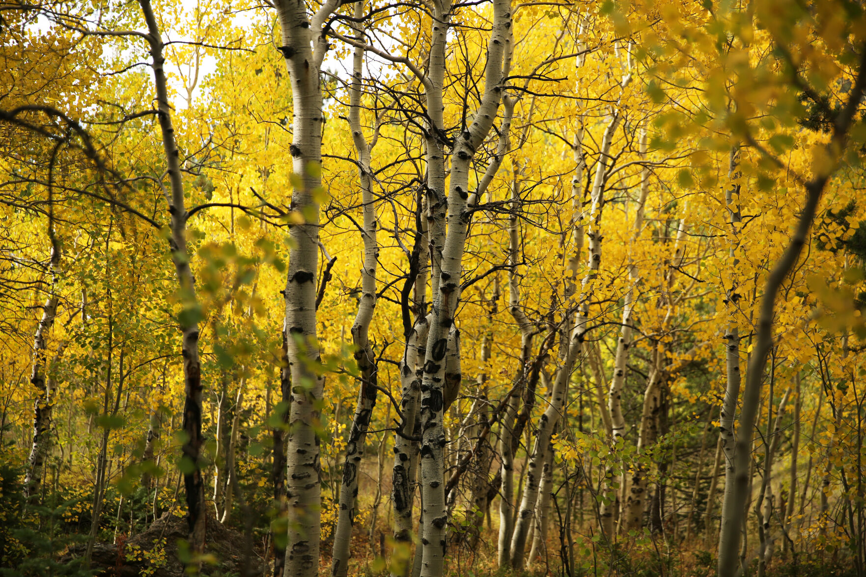 092320-news-aspens 6.jpg